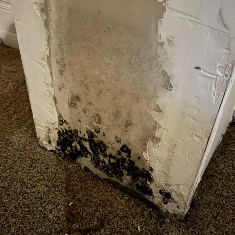 Professional Mold Removal in Haven, KS